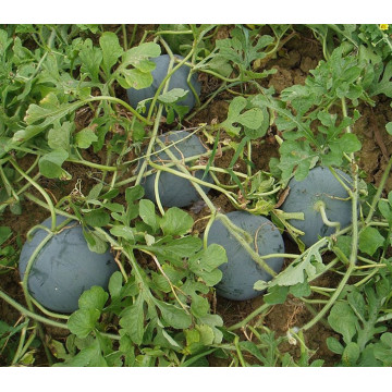 HW02 Geren big round dark green F1 hybrid seedless watermelon seeds for planting